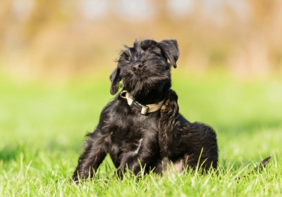 Common allergies in dogs